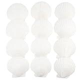 Jangostor 12 Stück Natürliche Muscheln, 10-12CM Weiße Jakobsmuscheln für Handwerk, Hochzeit, Dekoration, Strand-Themenparty, Fischtank und Vase Füller