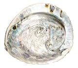 NaDeco Abalone Schnecke Länge ca 14-17 cm | Haliotis midae | Abalone Muschel | Deko-Schnecke | Seeohr | Seeopal | Meerohr | Räucherschale | Seifenschale | Maritime Dekoration | Muscheln und Schnecken