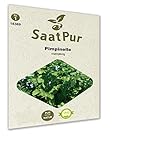 SaatPur Pimpinelle Samen Saatgut für ca. 90 Pflanzen Wiesenknopf Grüne Soße