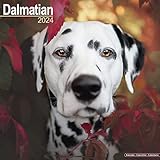 Dalmatian - Dalmatiner 2024 - 16-Monatskalender: Original Avonside-Kalender [Mehrsprachig] [Kalender] (Wall-Kalender)