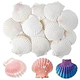 20 Stück Muschel Groß Muschelschalen Fächermuschel Natürliche Muscheln Deko Weiße Jakobsmuscheln Shell Ornaments Für Hochzeitsdekorationen Partydekorationen Am Meer Fischtank Und Vase Füllen (6-7 Cm)