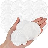 SKOOLOVE 25 Stück Weiße Jakobsmuscheln Natürliches Muscheln Deko Muschel Schale für Handwerk Hochzeit Dekoration Strand Theme Party, Fischtank,DIY(5-7cm)