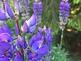 Deutsche Lupinen Samen - Lupine (lat. lupinus) - Saatgut für Balkon Kübel Garten oder Freiland, mehrjährige insektenfreundliche Blume, Schnecken Magnet Gemüsebeet
