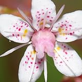 steinbrech samen - frühlingsblumen, winterharte kübelpflanzen saxifraga stolonifera heilkräuter samen zimmerpflanzen zimmerbonsai bonsai samen, kräutersamen bodendecker winterhart 125pcs