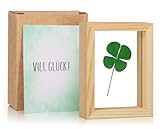 Giftota Glücksbringer, Großes Echtes vierblättriges Kleeblatt mit Viel Glück Karte - Handgefertigt, Kleines Geschenk für Glück, Mutmacher Geschenk, Dankeschön Geschenke, Glücksbringer Prüfung