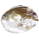 Perlmutt Muschel Natur eingewachsener Perle Größe: ca. 15 x 10 cm ideal zur Deko oder Aufbewahrung von Kleinigkeiten.(3896)