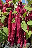 Seedeo® Fuchsschwanz (Amaranthus caudatus) 500 Samen
