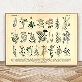 TANYANG Vintage Botanische Kräuter & Heilpflanzen Poster Und Drucke Home Wand Decor Leinwand Malerei Bilder Für Küche Wohnzimmer 30X40Cm Kein Rahmen