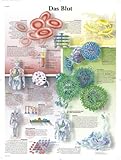 3B Scientific Lehrtafel - Das Blut