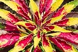 Papageienkraut (Amaranthus tricolor) Amaranth - zweifarbig