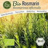 Little Plants BIO Rosmarin Samen 10 Rosmarinsamen Kräutersamen Samenfest für Kräutergarten Kräuter Samen Küchenkräuter für Küche, Balkon und Garten