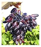 BALDUR Garten Weinreben Tafeltrauben 'Souvenir®' dattelförmig, 1 Pflanze, Vitis vinifera, winterhart, Wasserbedarf gering, selbstfruchtend, reiche Ernte an essbaren Früchten