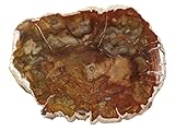 Versteinertes Holz, Stein, natur, Small Slab