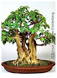 Tropica – Baum Bo/Baum tibetanisch buddhistisch (Ficus Tanne) – 200 graines- Bonsai