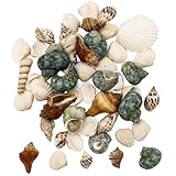 Nurila Muscheln Gemischt, 200g Muscheln Zum Basteln, Muscheln Deko Shells Zum Basteln, Perfekt Für Vase Füllstoffe Vase, Füller Strand Home Hochzeit Dekorationen DIY Handwerk