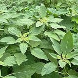 amaranth samen zum pflanzen - balkongarten, gemüsepflanzen biosaatgut, exotische pflanzen samen frisches gemüse, heilkräuter samen garten pflanzen, pflanzen winterhart draußen bio 100pcs