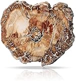 Namvo natürliche Holz FossilStück unregelm??ig poliert versteinert Holz Ornament Lehre fossile Probe Materialien, 7cm-9cm