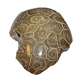 Koralle versteinert auch Petoskey Stein genannt einseitig poliert ca. 40-60 mm aus Marokko (4686)