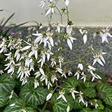 steinbrech, heilkräuter zimmerpflanzen frühlingsblumen, winterharte kübelpflanzen kräutergarten gartenpflanzenn bodendecker gartenkräuter 100samen