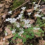 steinbrech, balkon kräutergarten steingartenpflanzen winterhart gartenblumen heilkräuter zimmerpflanzen küchenkräuter balkonpflanzen 20samen