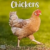 Chickens - Hühner 2024 - 16-Monatskalender: Original Avonside-Kalender [Mehrsprachig] [Kalender] (Wall-Kalender)