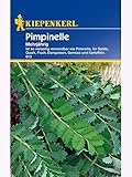 Pimpinelle mehrjährig