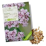 BIO Baldrian Samen - Heilkräuter Saatgut aus biologischem Anbau ideal für den heimischen Kräutergarten, Balkon & Garten (200 Korn)