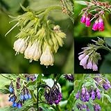 200 pcs Beinwell Samen Bio heilkräuter samen, balkon beet Beinwell Pflanze Samen - Symphytum officinale - kräutergarten geschenk, bodendecker winterhart mehrjährig, wildblumensamen