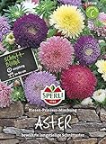 Sperli 85108 Aster Riesen-Prinzess-Mischung (Asternsamen)