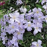 Clematis 'Blauer Engel' | Winterharter Laubklettern Garten Strauch im Freien in 9cm Topf