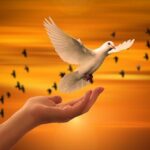 Spirituelles Weltbild - Taube die in Sonnenaufgang fliegt