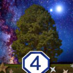 Welcher Baum passt zu welchem Sternzeichen?