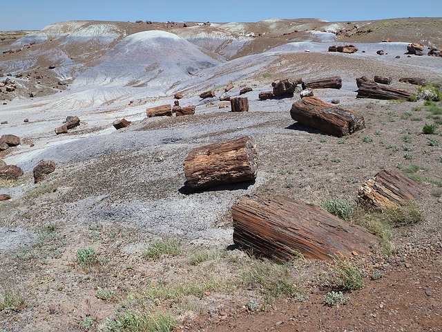 Versteinertes Holz