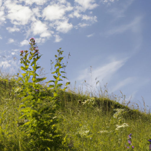 Entdecke die köstlichen und gesunden Wildkräuter im August – Eine bunte Vielfalt wartet auf dich!