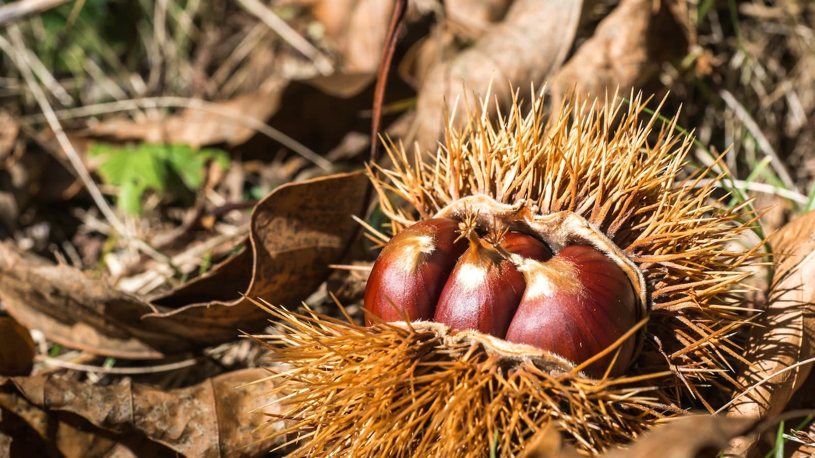 Lang lebe die Frucht! Entdecken Sie die hohe Qualität der Aprikosenachat Trommelsteine A-Qualität