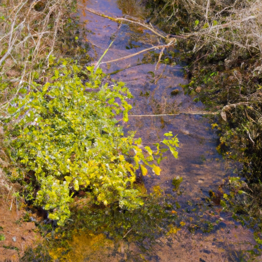 Booste dein Selbstbewusstsein mit Bachblüten: Wie du mit diesen Blüten es schaffst, mehr Mut und Selbstvertrauen zu bekommen!