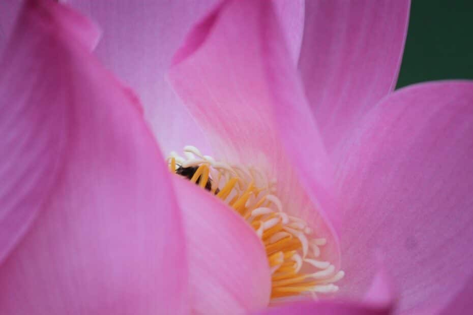 Erleuchte dein Zuhause mit Lotus-Stimmungslichtern – so zauberhaft wie du selbst!