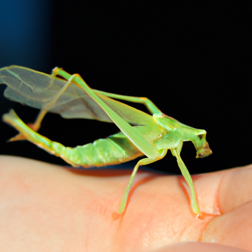 9. Die wundersame Existenz des größten Insekts - Faszination pur!